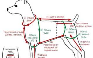 Гардероб для четвероногого друга — модная одежда своими руками