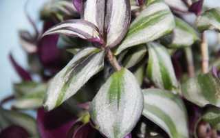 Зебрина уход в домашних