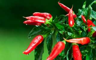 Перец для роста волос