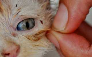 У кошки блохи? Народные средства – лучшие помощники