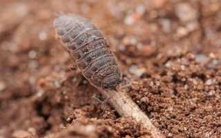 Мокрицы в квартире: причины появления и способы избавления