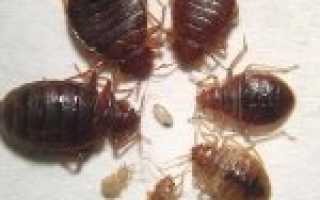 Какие бывают клопы и откуда они берутся в квартире